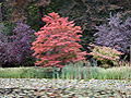 Herbst im Japanischen Garten