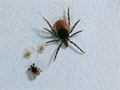 Grenvergleich: Zeckenweibchen, Nymphe und zwei Larven 