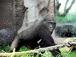 Gorillaweibchen Shira 