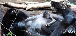 Gorillababy, geb. 10. Juli 2012, Mutter: Rebecca, Vater: Viatu.