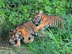 Sumatra Tigerjunge Taru  und Asim (*5.5.2011) 