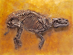 Kleines Messeler Urpferd