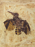 Wiedehopf-hnlicher Vogel