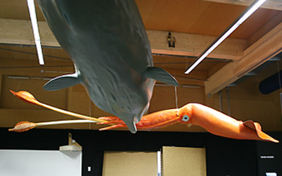 Pottwal mit Riesenkalmar
